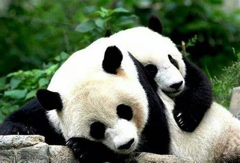 Panda acostados